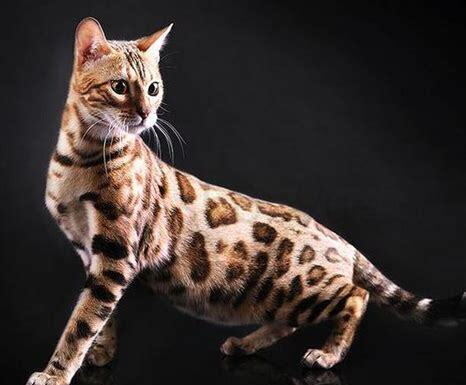 小豹猫怎么养才好看