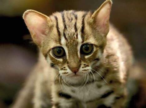 小豹猫怎么养