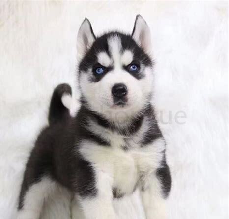 哈士奇幼犬怎么养