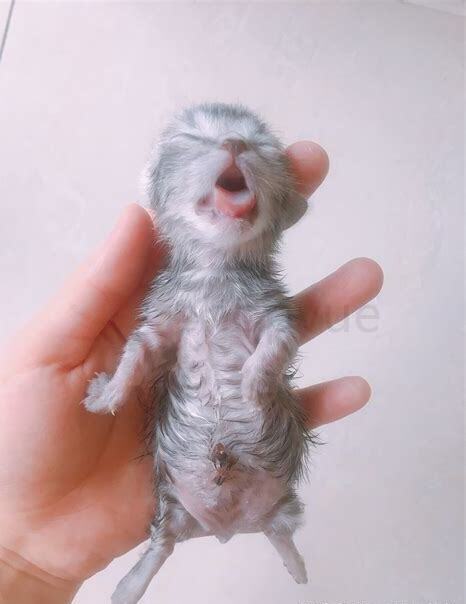 大猫怎么养