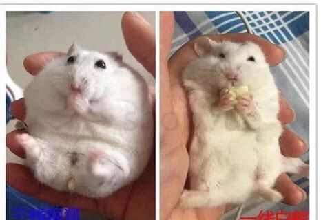 一线仓鼠怎么养亲人