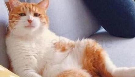 猫怎么养的胖胖的