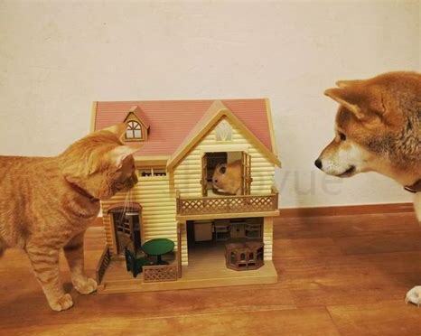 猫狗怎么一起养