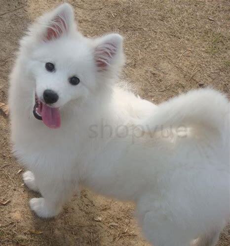 狐狸狗怎么养