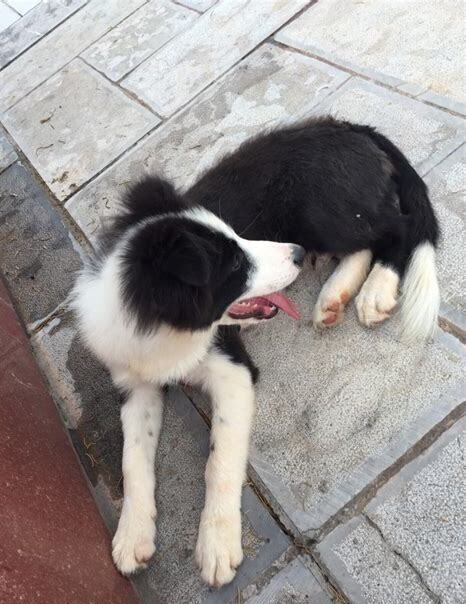 边牧该怎么养
