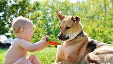 怎么养宠物犬幼崽