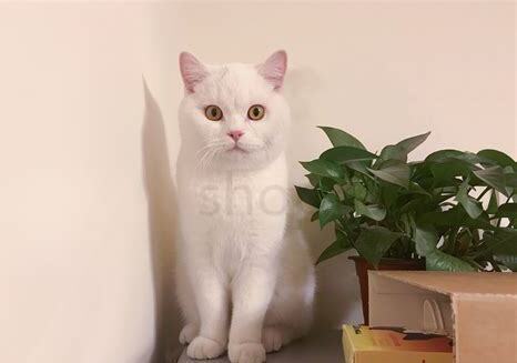 英国短毛猫多少钱一只