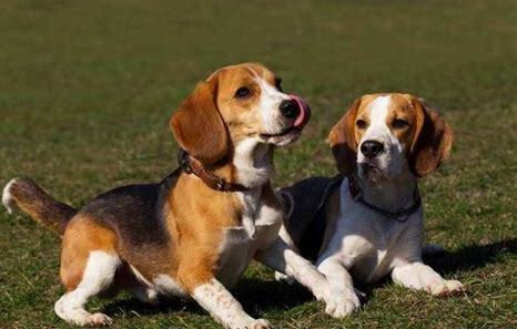 比格犬怎么养