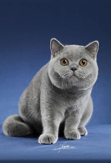 英国短毛猫怎么养