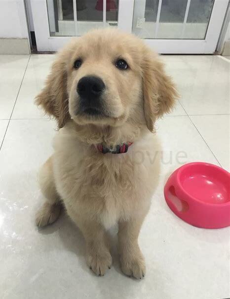 金毛怎么养毛好看
