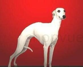 小灵犬怎么养