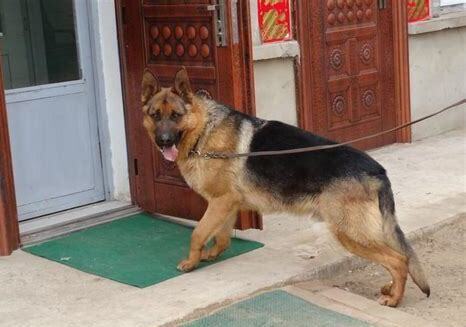 黑背犬怎么养