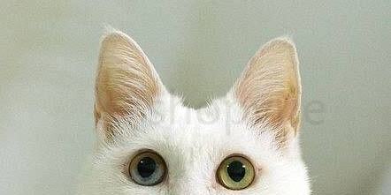 聋猫适合当宠物吗