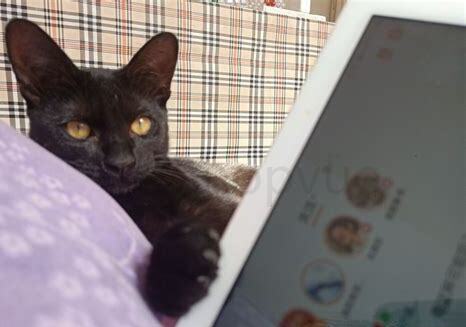 捡的野猫怎么养