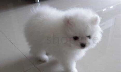 怎么养茶杯狗狗