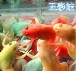 宠物蛙怎么养