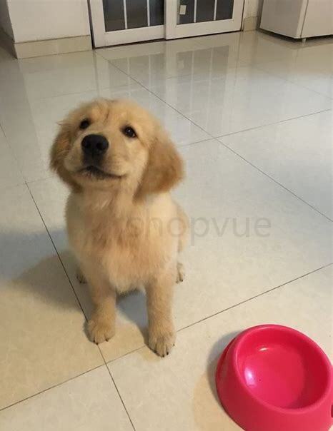 金毛怎么养好看