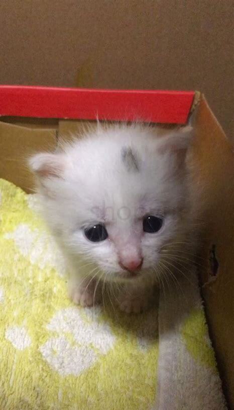 刚生的猫怎么养