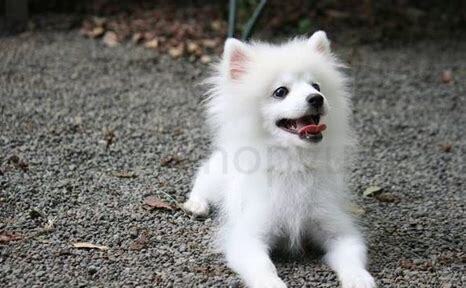 狐狸狗怎么养才好