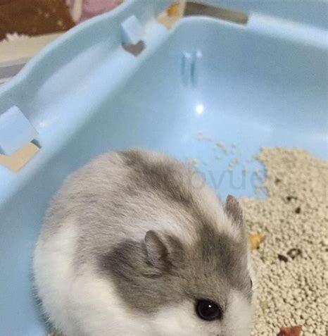 怎么养好宠物