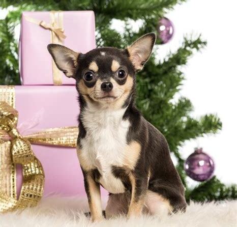 吉娃娃是什么犬/狗,吉娃娃它长什么样子