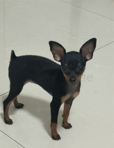 鹿犬狗怎么养 鹿犬狗怎么养