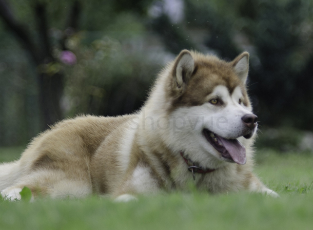 阿拉斯加雪橇犬是什么犬/狗,阿拉斯加雪橇犬它长什么样子