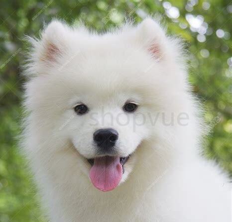 萨摩耶幼犬怎么养,萨摩喂养攻略