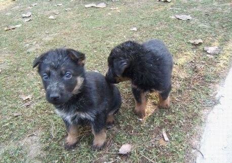 西德犬怎么养才好看 西德犬怎么养才好看