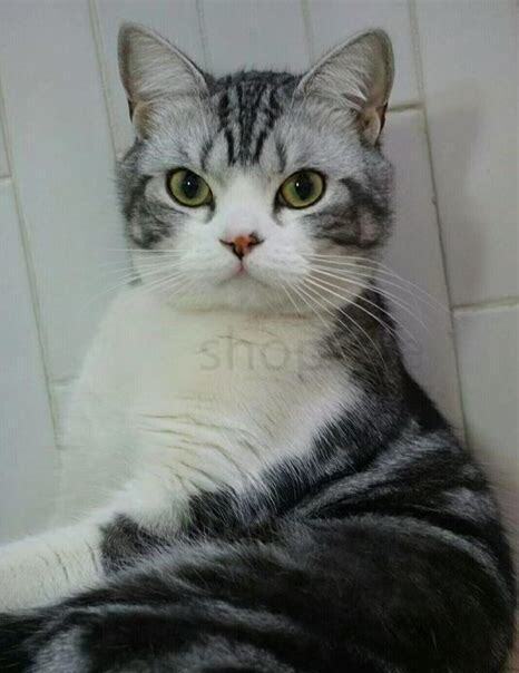 养猫对人的巨大危害
