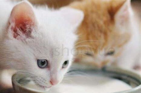 半个月小猫怎么养活没有羊奶