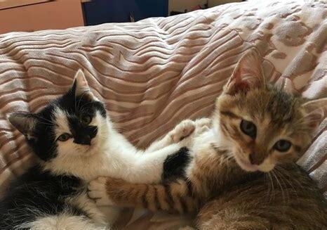 一个多月的小猫可以吃什么食物好