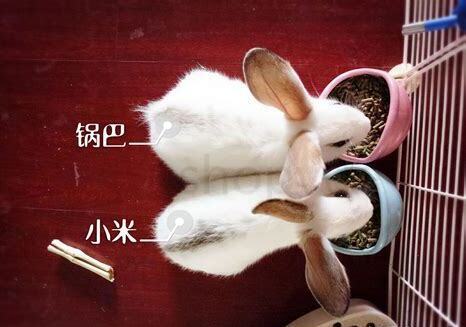 刚出生的小兔子怎么养 刚出生的小兔子怎么养