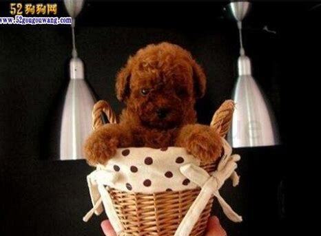 狗狗2个月如何养好,狗狗2个月怎么养