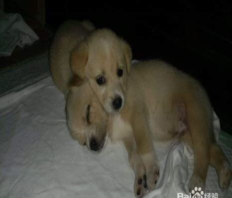 土狗幼犬怎么养 土狗幼犬怎么养