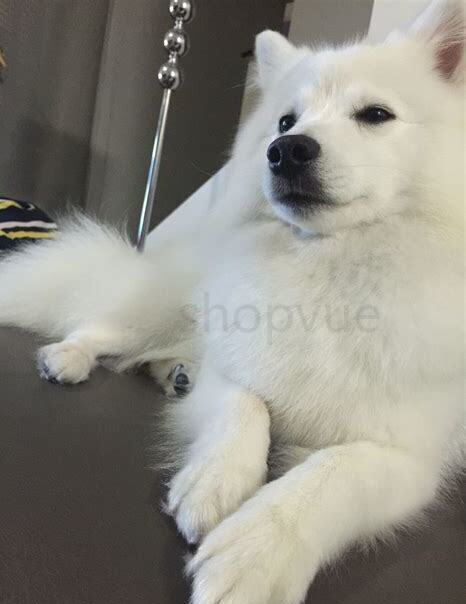 银狐狗怎么养 银狐狗怎么养
