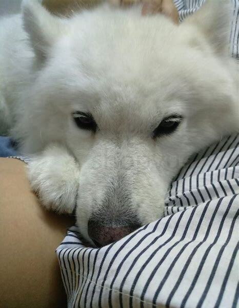 家里怎么养萨摩耶幼犬