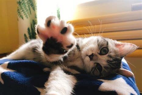 猫得怎么养 猫得怎么养