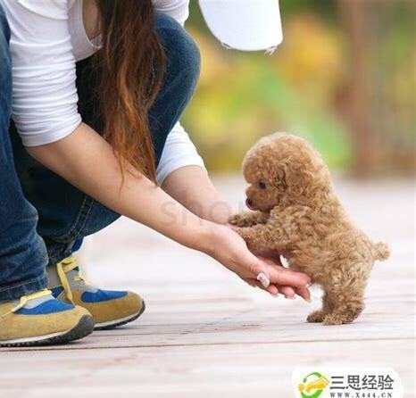 40天的小狗怎么养好