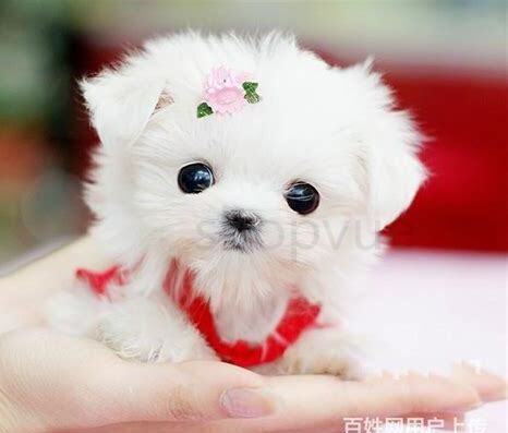 袖珍犬怎么养 袖珍犬怎么养