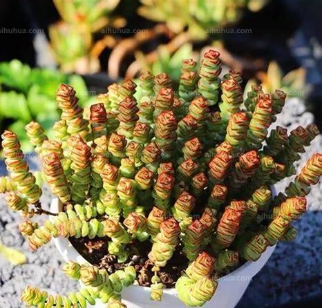 植物钱串串怎么养