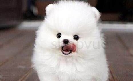 博美犬怎么养方法