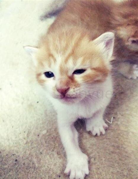 半个月小猫怎么养