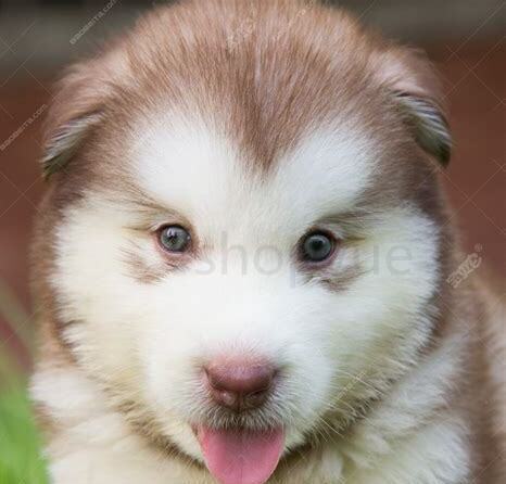 阿拉斯加幼犬怎么养