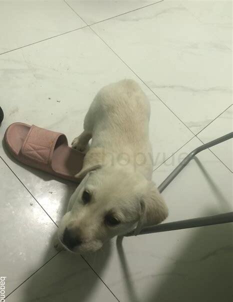 三个月的拉布拉多怎么养胖