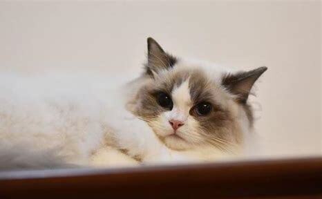 怎么养好布偶猫咪