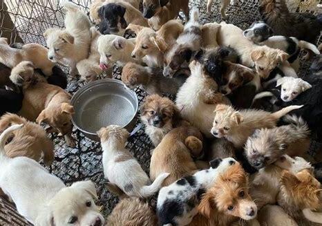 土狗幼犬怎么养胖 土狗幼犬怎么养胖