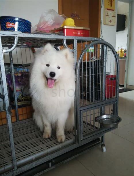 两个多月的萨摩怎么养 两个多月的萨摩怎么养