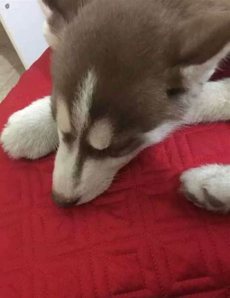 两个月的哈士奇怎么养