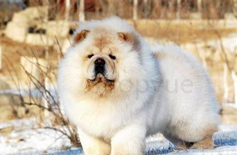 松狮犬怎么养